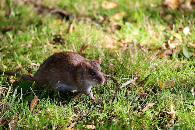 hlodavec v přírodě