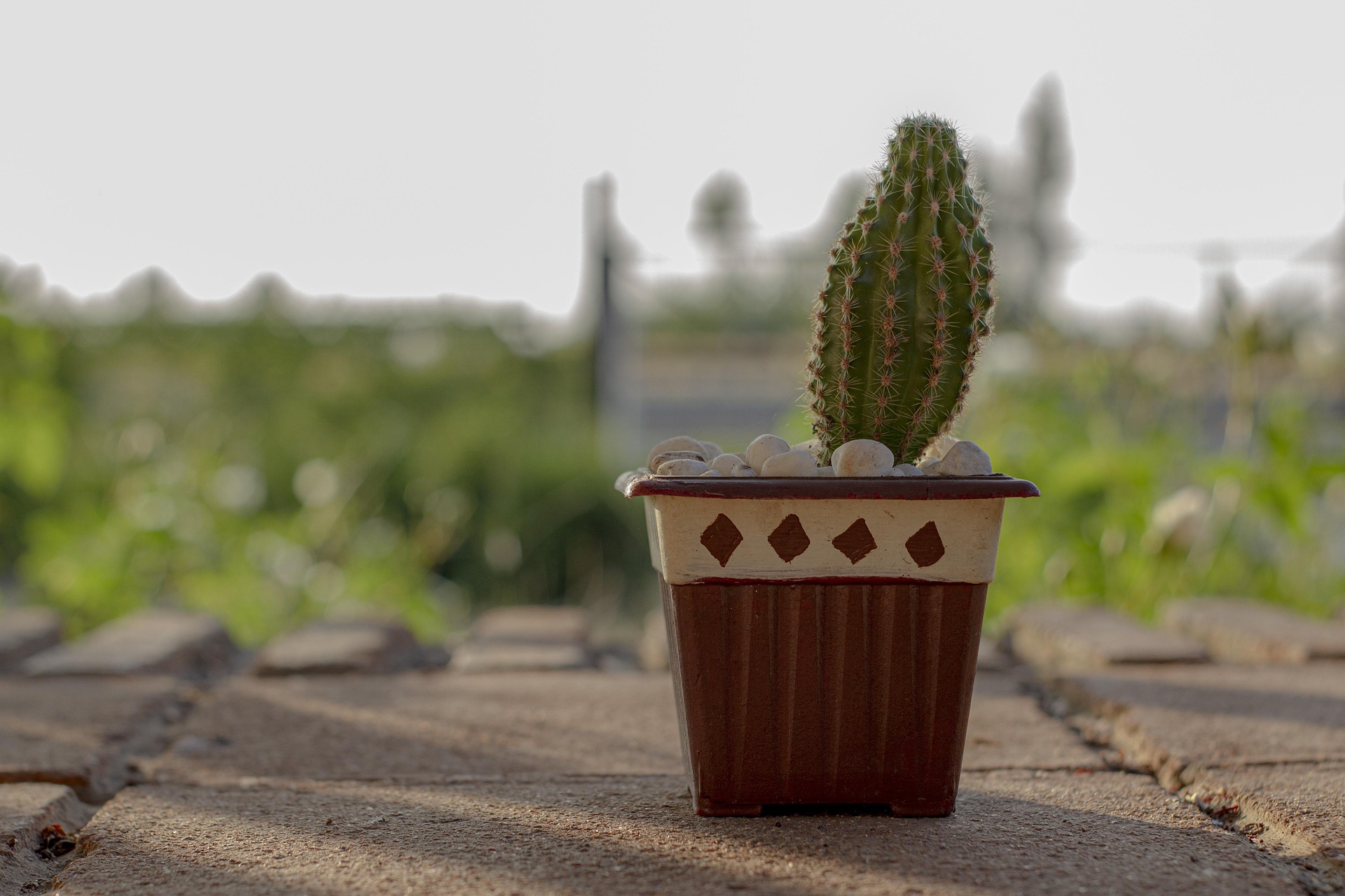 plastový květináč